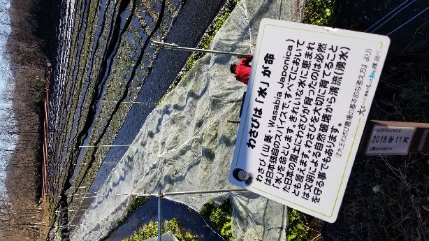 安曇野のわさび田(湧水)